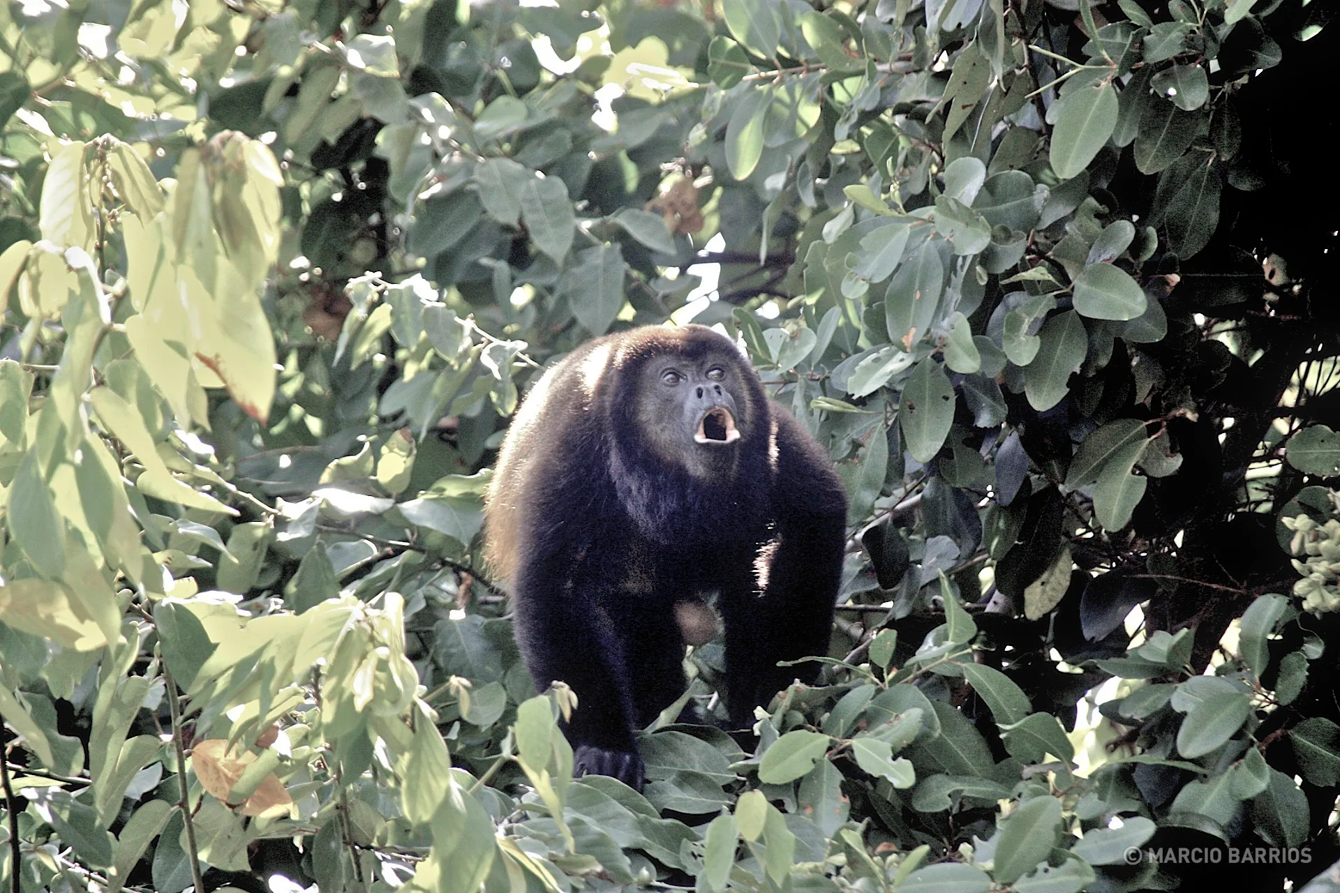 Howler monkey in Cacao Lagoon