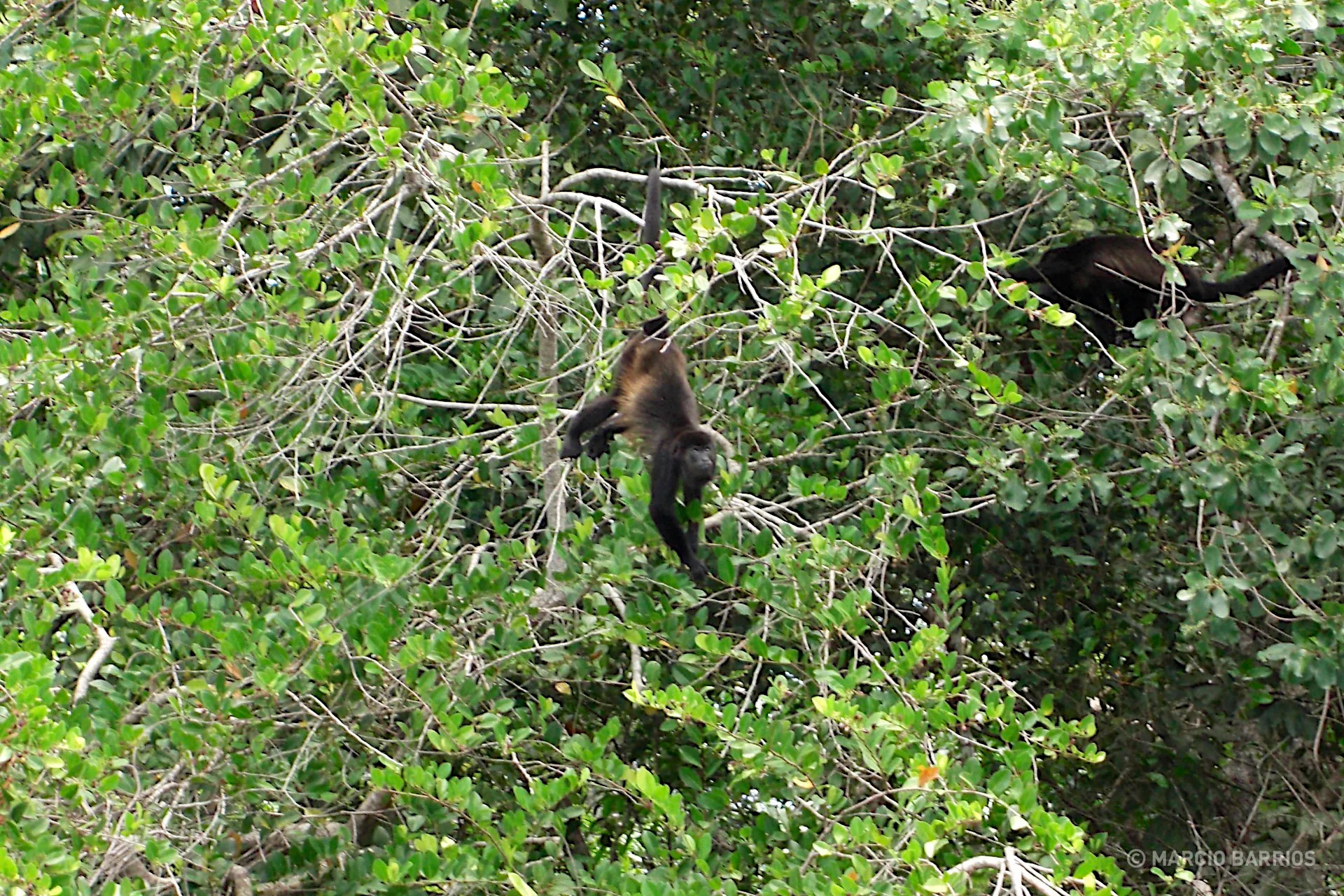 Howler monkeys