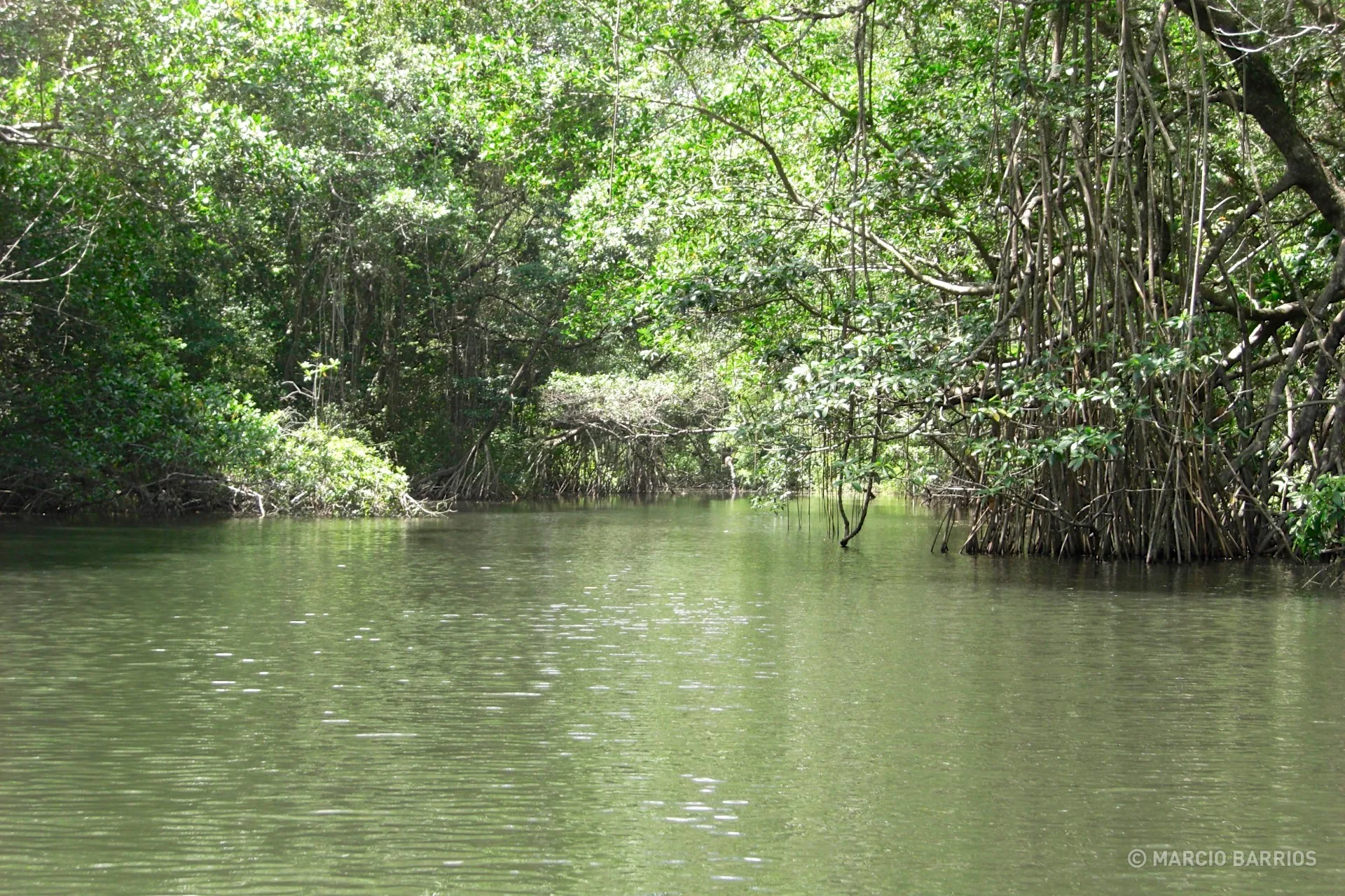 Mangroves