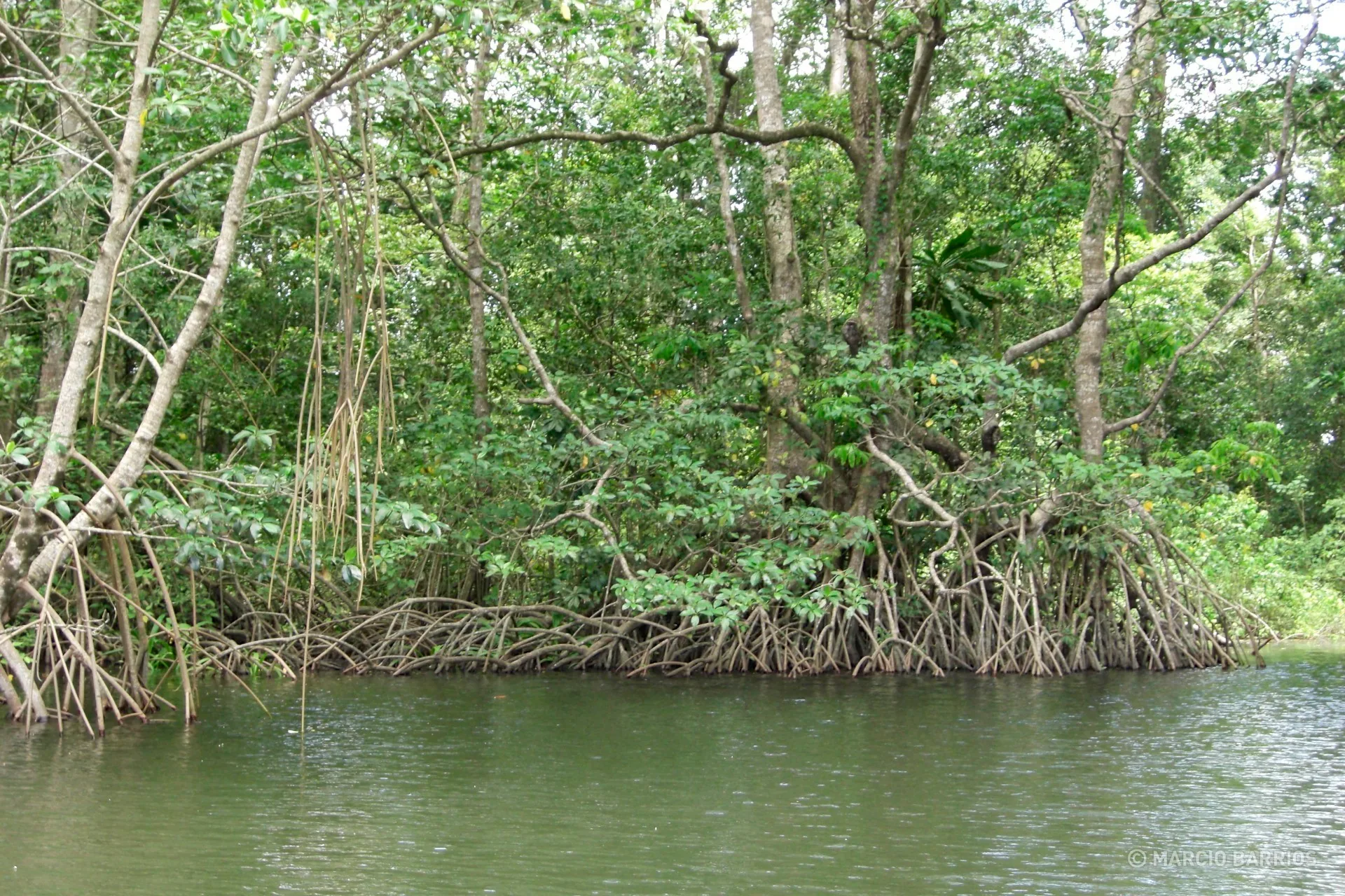 Mangroves