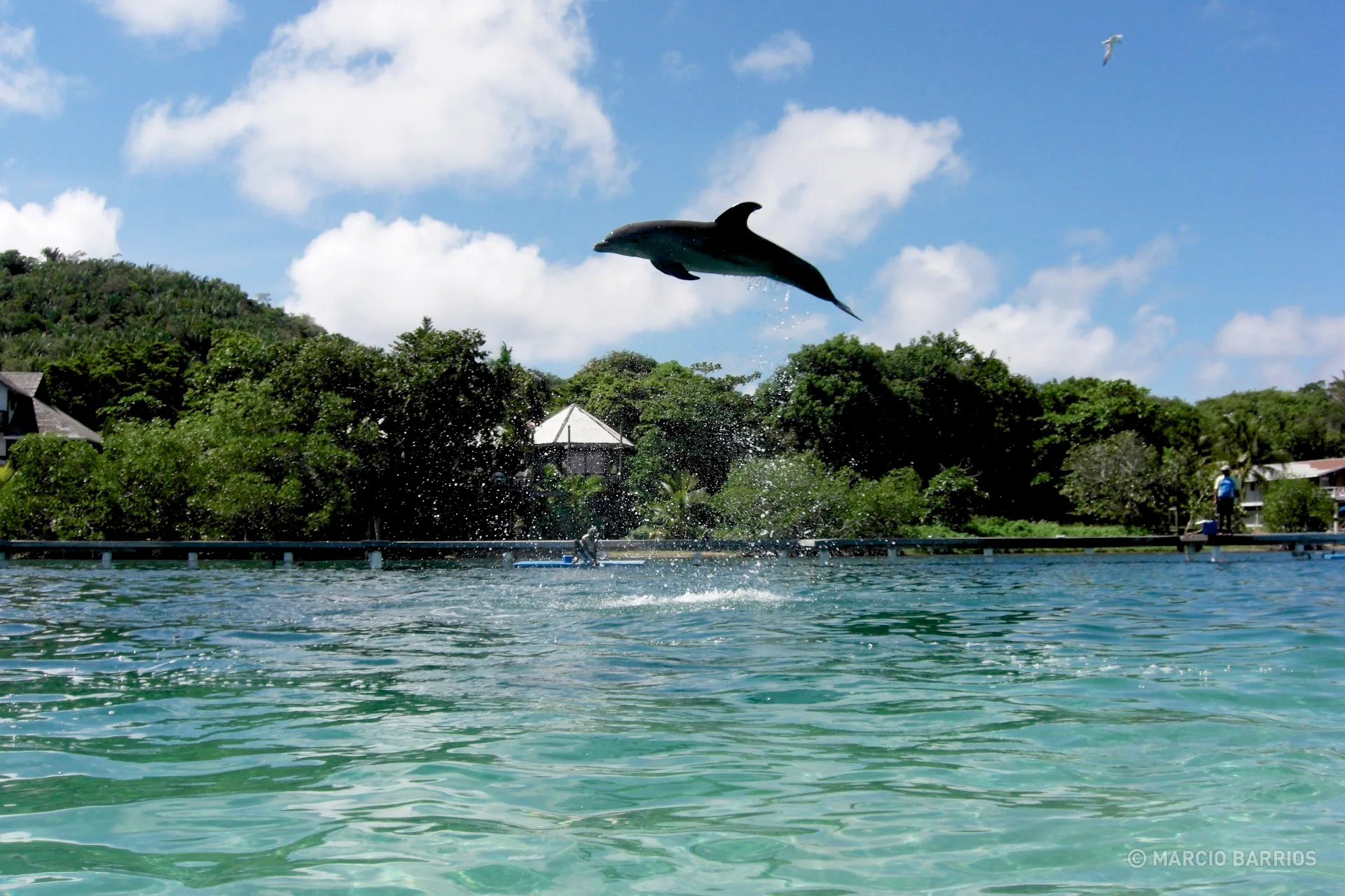 Dolphin in Anthony's key